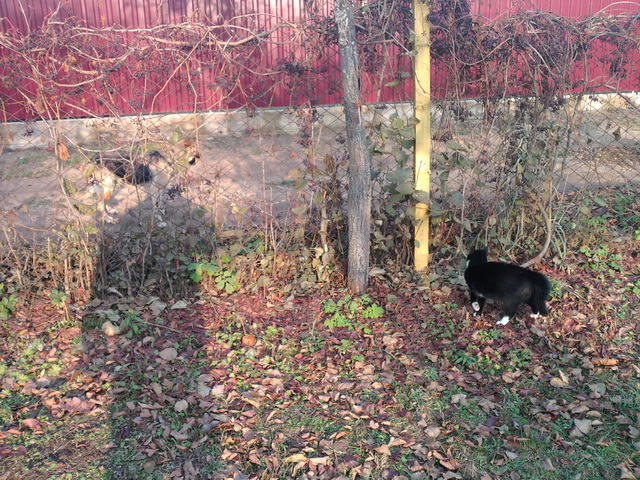 Котовторник 18.03.2014