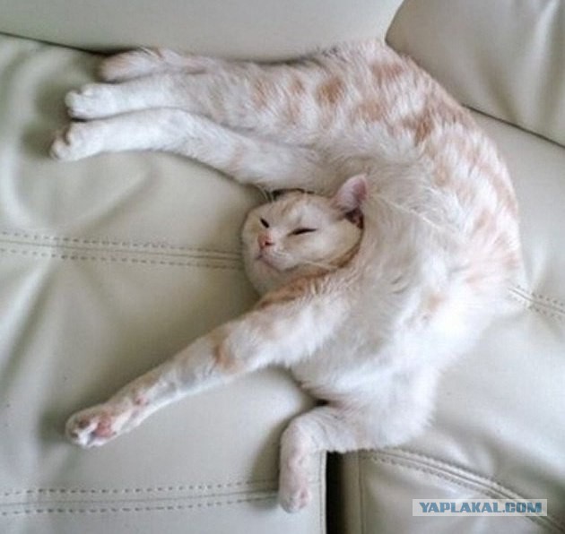 Котовторник  25.03.2014