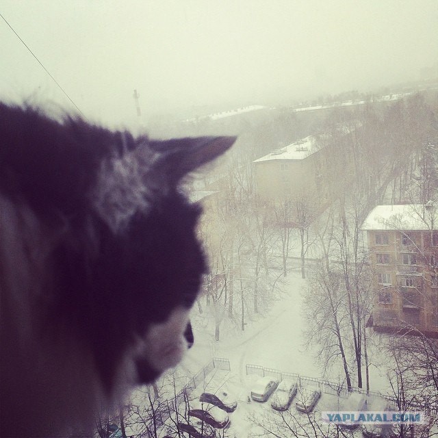 Котовторник 01.04.2014