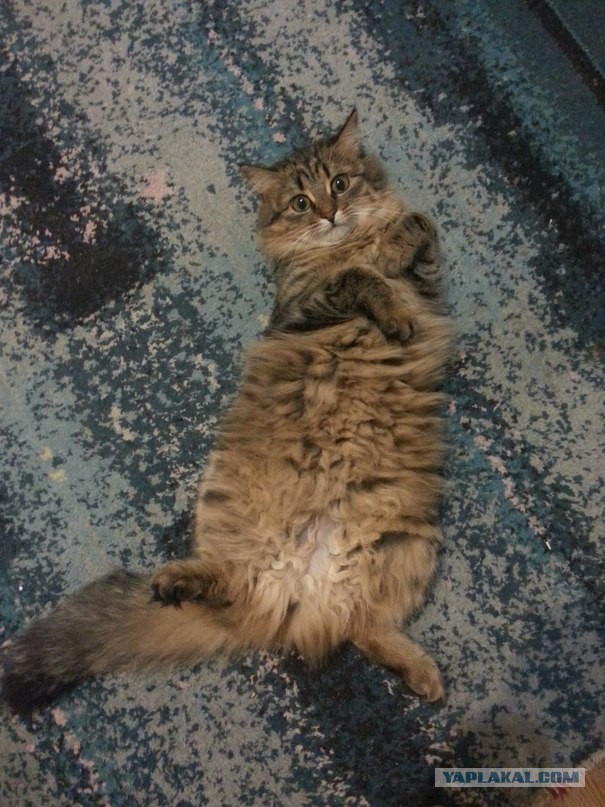 Котовторник   15.04.2014