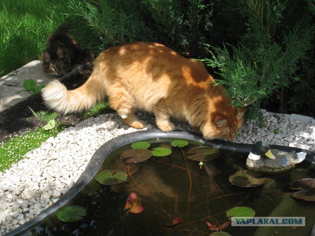 Котовторник 22.04.2014