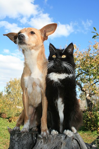 Коты и собаки