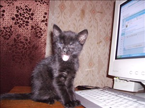 А у тебя есть фото твоей зевающей котейки ?