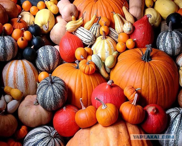 Украина начала строительство «стены»