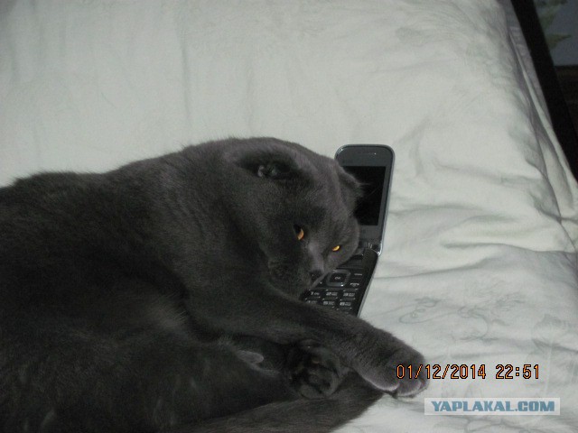 Котовторник 2.12.14