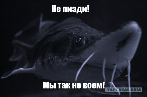 Уот это реакция