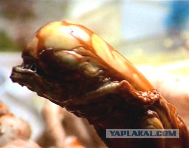 Что они там увидели?