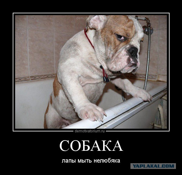 "В рот мне ногу!" по-собачьи