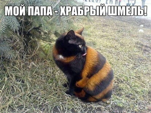 Котовторник