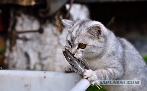 Котооо-о-о-вторник