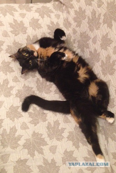 Котооо-о-о-вторник