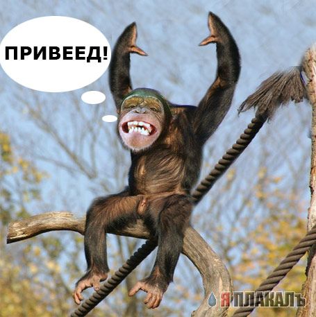 Грустный самец