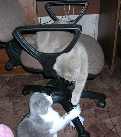 Коты, кошки, котята