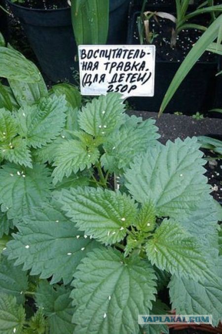 В Москве 4-классник жестоко избил учительницу за замечание