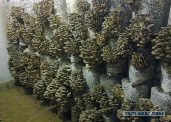 Как выращивают грибы в ангарах бывшей советской ракетной базы