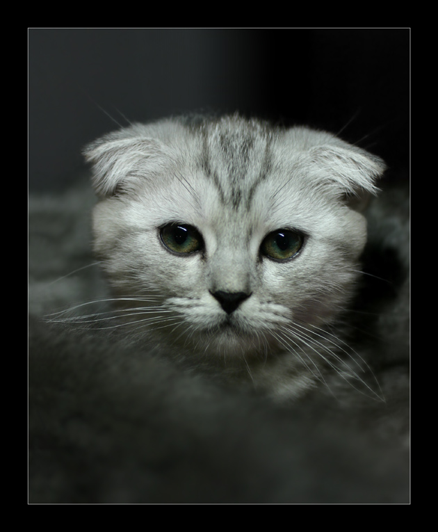 Коты, кошки, котята
