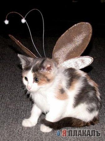 Котовторник!