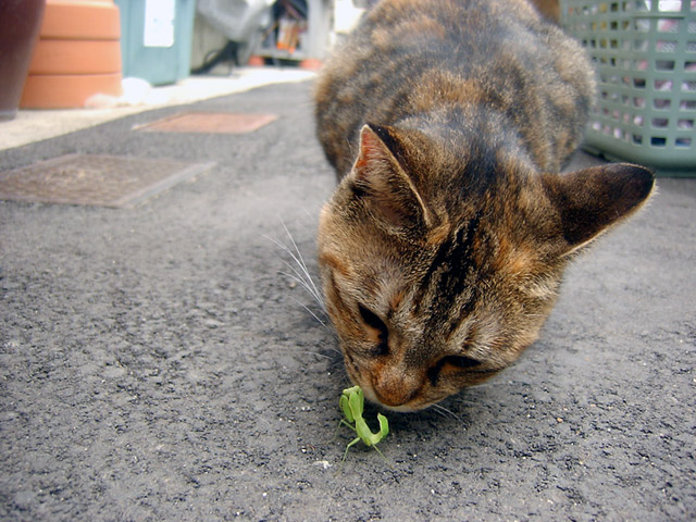 Любовь - морковь