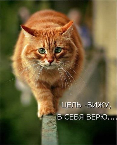 Мохнатые беспредельщики