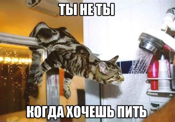 Прикольные животные