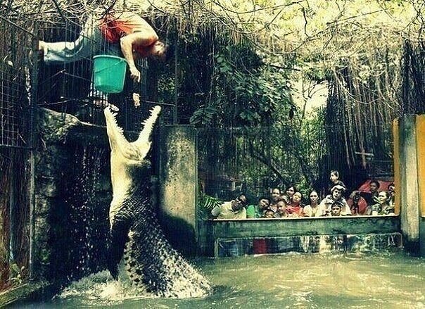 Прикольные животные