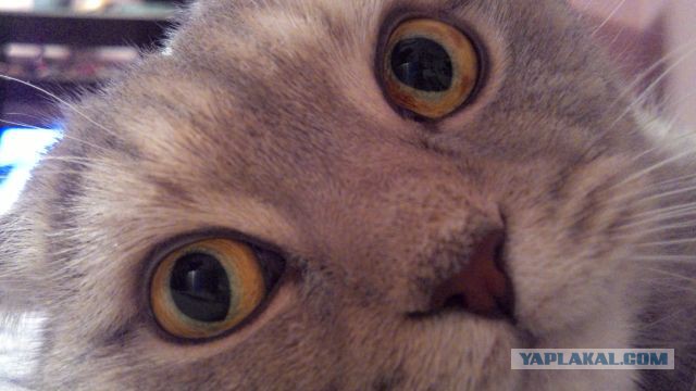 Котовторник 01.11.2016 г.