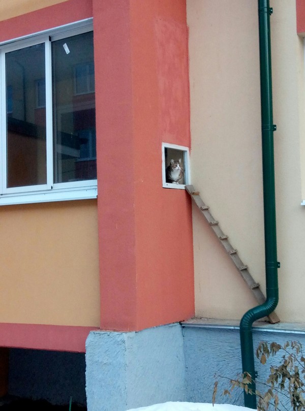 Порция картинок