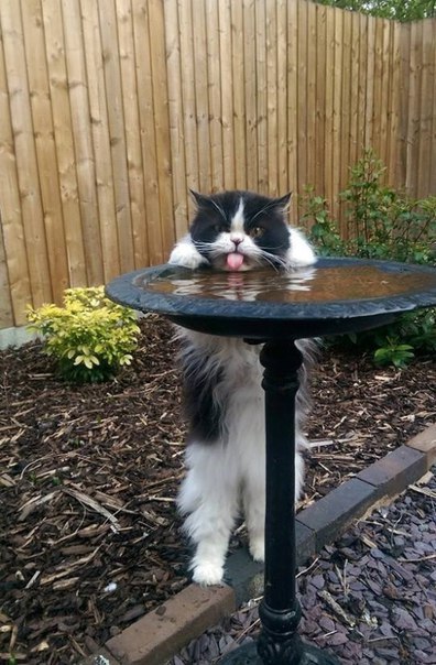 Коты и Кошки