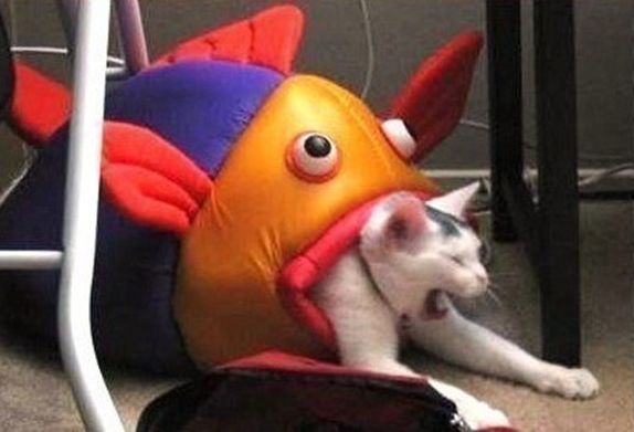 Коты и Кошки