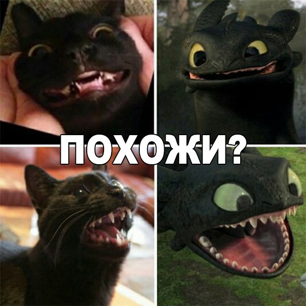 Коты и Кошки