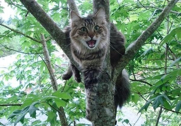 Коты и Кошки