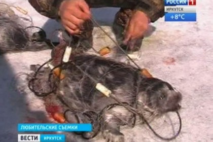 Здесь рыбы нет!