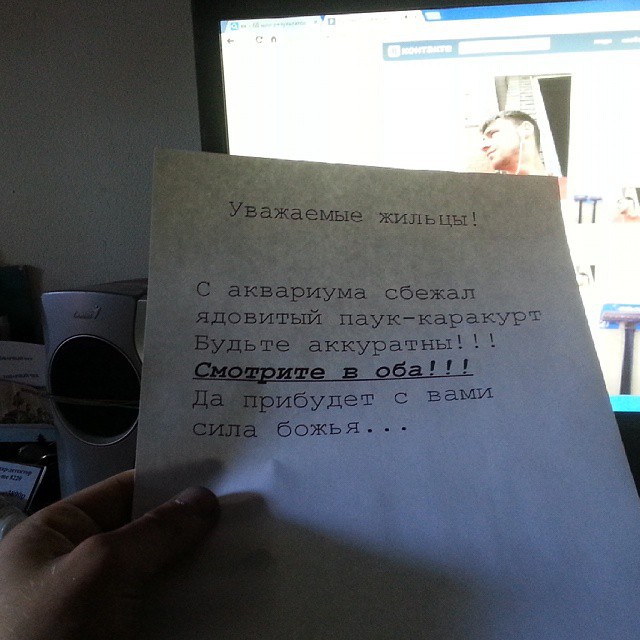 Австралиец узнал о гигантском пауке в своём доме, когда дети пригласили того на завтрак
