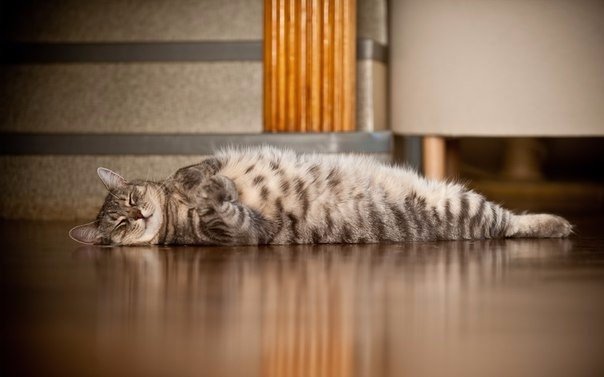 Фотобомбы котов