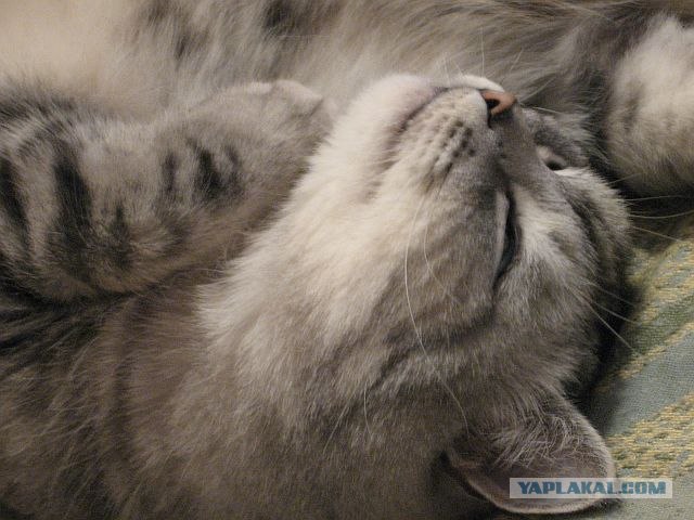 Котовторник на ЯПлакалъ (27.05.08), прикольные коты, добавляем свои!