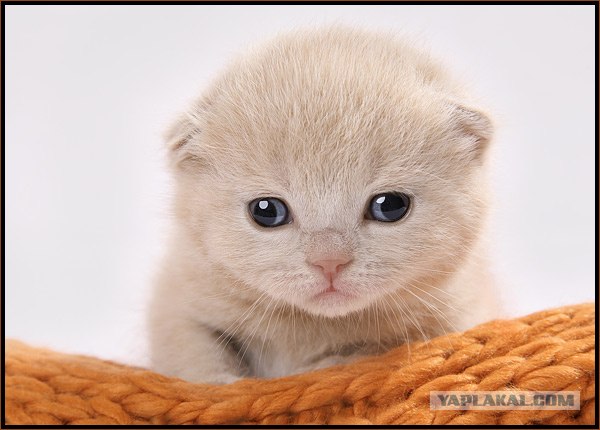 Даёшь Котовторник на ЯПе! (29.07.08)