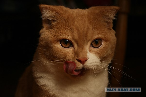 Котовторник (06.01)