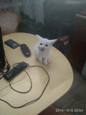 Беляш