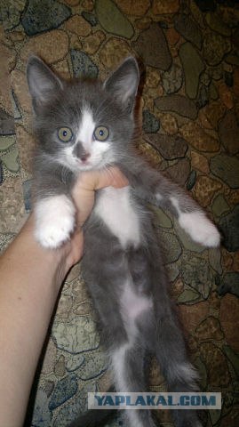 Котовторник (21.02.2012)