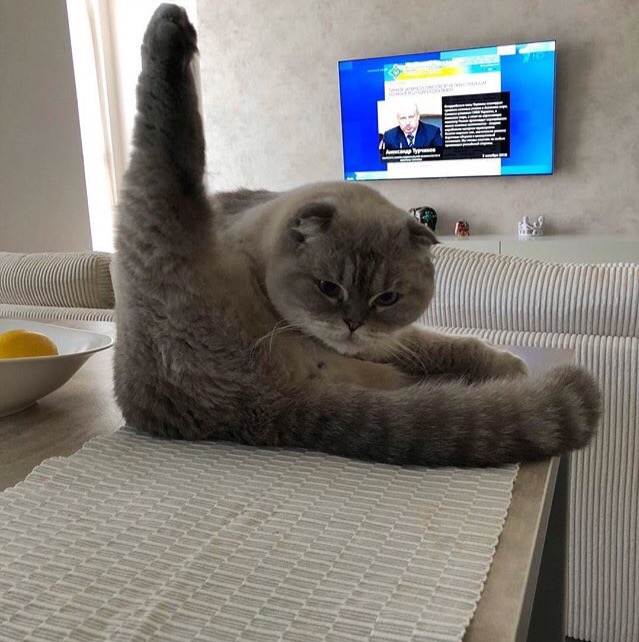 Прикольных котов пост
