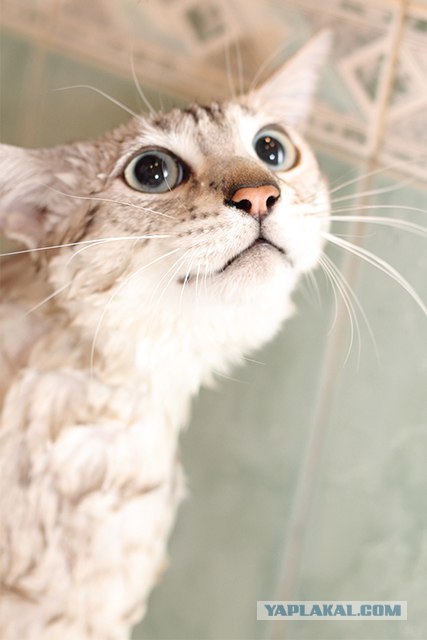 Котовторник  от 3.04.2012