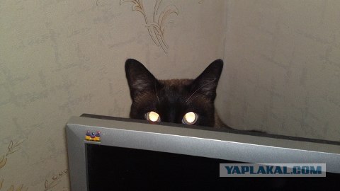Котовторник 17.04.2012