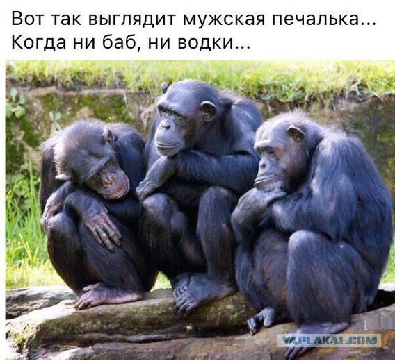 Анекдоты, соц-сети и картинки с надписями