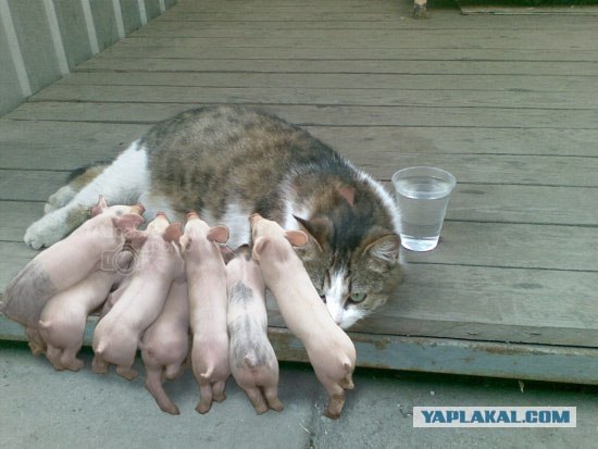 Фотожаба: Лето. Коту жарко