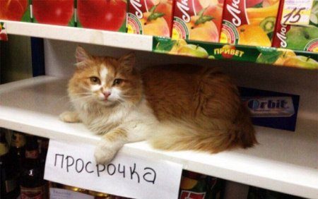 Картинки с надписями фразы  и анекдоты 16.11.20
