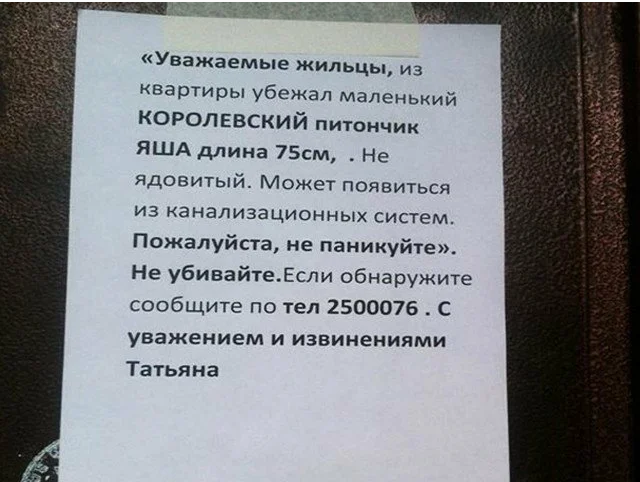 Где-то в мире существует владелец зоомагазина с очень доброй душой: на ночь он впускает бездомных собак к себе