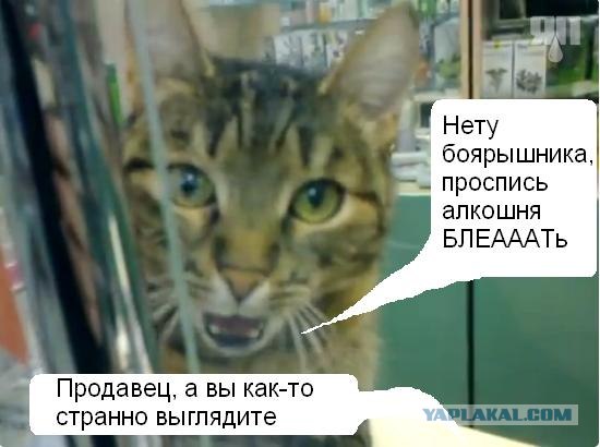 Кот заведует аптекой