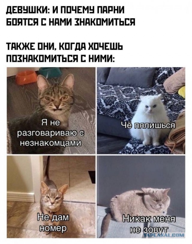 Картинки и мемы для настроения 08.06.2021
