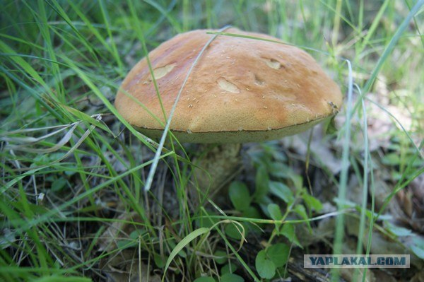 Маринованные белые грибы
