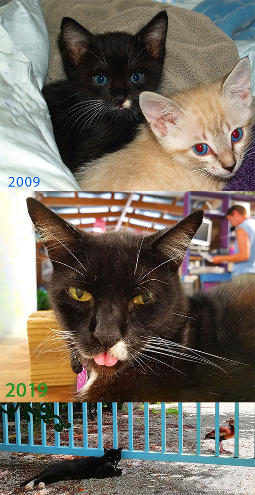 Коты в США